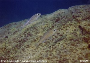 Xenotilapia leptura Isanga