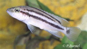 Neolamprologus bifasciatus