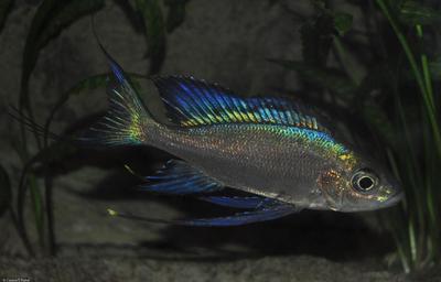 Sibwesa
