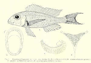 Xenotilapia longispinnis - tegning af type eksemplaret