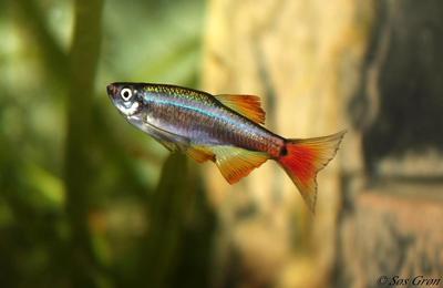 Tanichthys albonubes