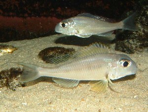 Xenotilapia longispinis