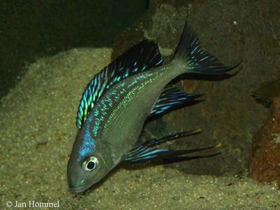 Linangu