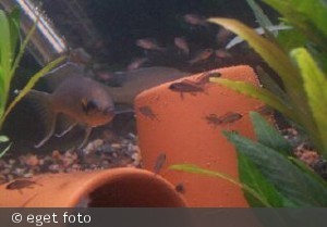 Burundi med unger