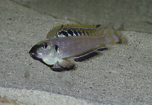 Xenotilapia melanogenys