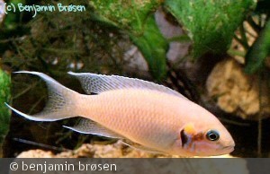 N. Brichardi