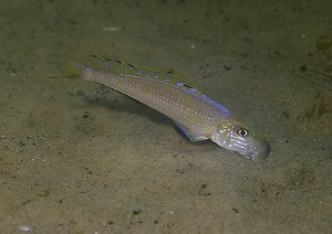 Xenotilapia melanogenys - Isanga