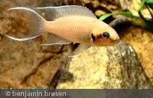 N. Brichardi