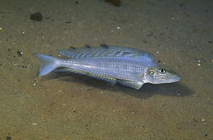 Xenotilapia melanogenys - Kambwimba