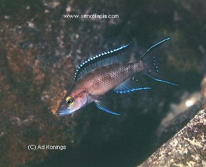 Neolamprologus buescheri Chaitika