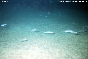 Xenotilapia melanogenys