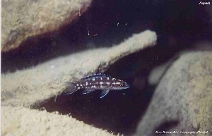 Neolamprologus buescheri