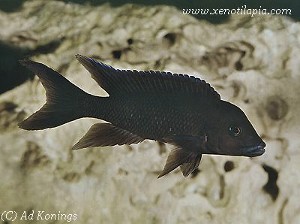 Neolamprologus christyi