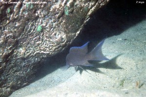 Neolamprologus christy
