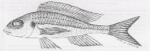 Xenotilapia nasus - tegning af typeeksemplaret