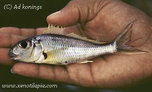Xenotilapia nigrolabiata Kipili