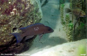 Neolamprologus christyi
