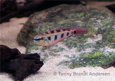 Dicrossus maculatus, han.