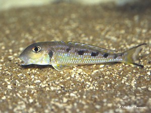 Xenotilapia ochrogenys "Utinta"
