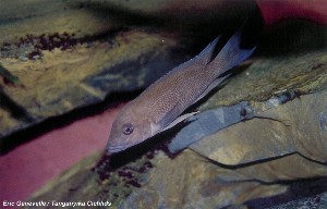 Neolamprologus christyi