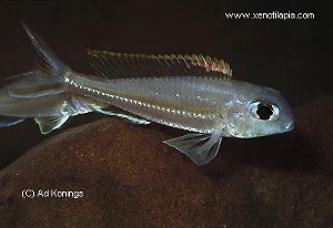 Xenotilapia ornatipinnis - han