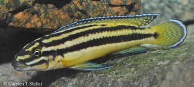 Kipilli