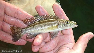 Lepidiolamprologus kendalli