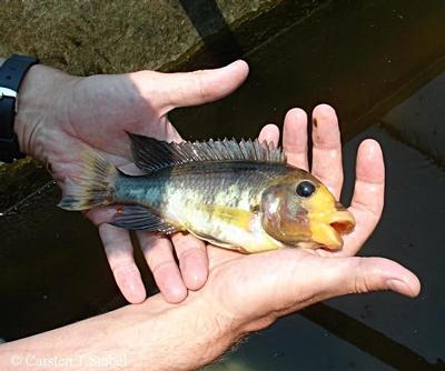 Golden polyodon