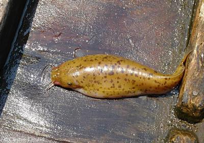 Malapterurus tanganyikaensis