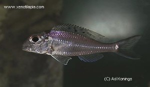 Xenotilapia ornatipinnis -hun