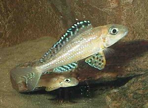 Xenotilapia papilio Tembwe II