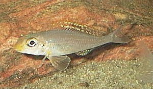 Xenotilapia papilio Isanga Bay