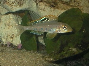Xenotilapia Sp."papilio Sunflower" Kantalamba