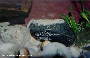 Neolamprologus christyi æg