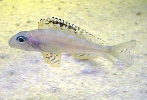 Xenotilapia papilio Tembwe II