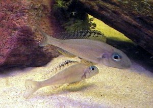 Et par Xenotilapia papilio Tembwe II