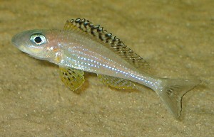 Xenotilapia papilio Tembwe II