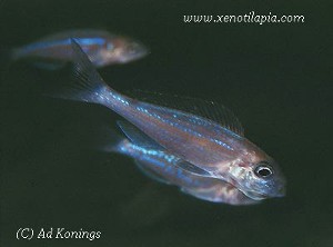 Xenotilapia rotundiventralis Chimba - mundrugende hun