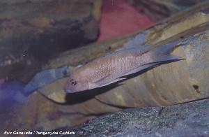 Neolamprologus christyi
