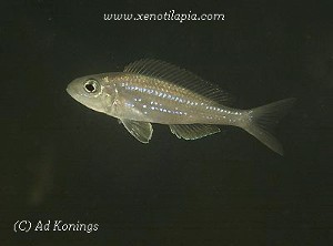 Xenotilapia rotundiventralis Nangu