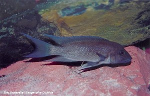 Neolamprologus christyi
