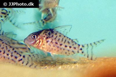 Corydoras agassizii
