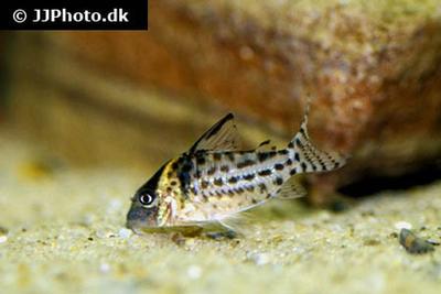 Corydoras agassizii