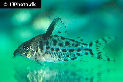 Corydoras agassizii
