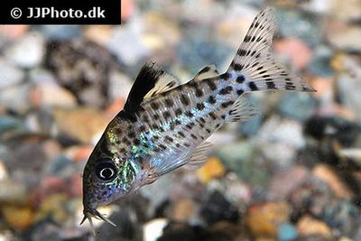 Corydoras agassizii