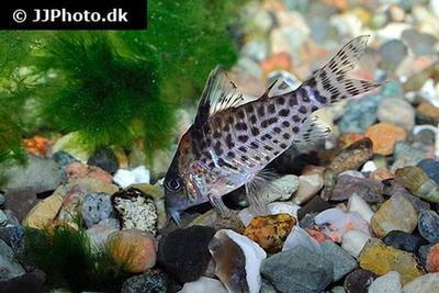 Corydoras agassizii