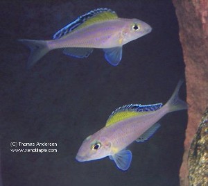 Xenotilapia spilopterus par