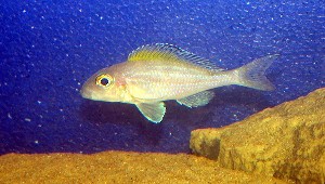 Xenotilapia spilopterus "Mabilibili"