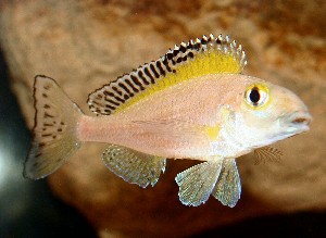 Xenotilapia spilopterus Mabilibili