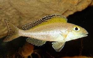 Xenotilapia spilopterus Mabilibili